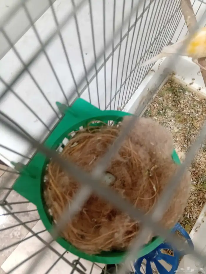 للبيع جوز كناري سوري 0