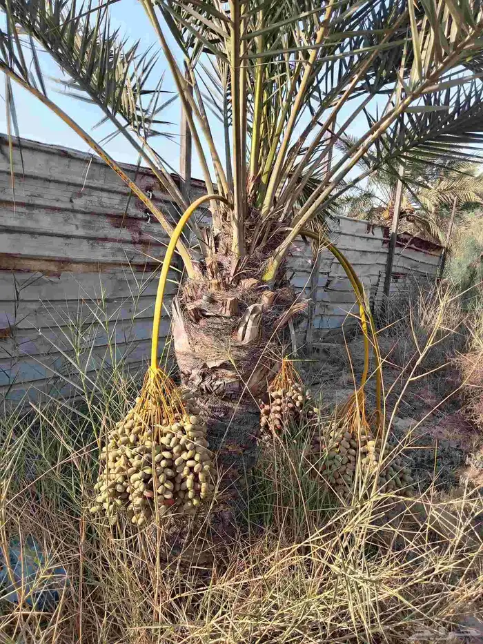 ابوياسين لبيع جميع انواع النخيل البلدي والواشنطن والفسيل 8