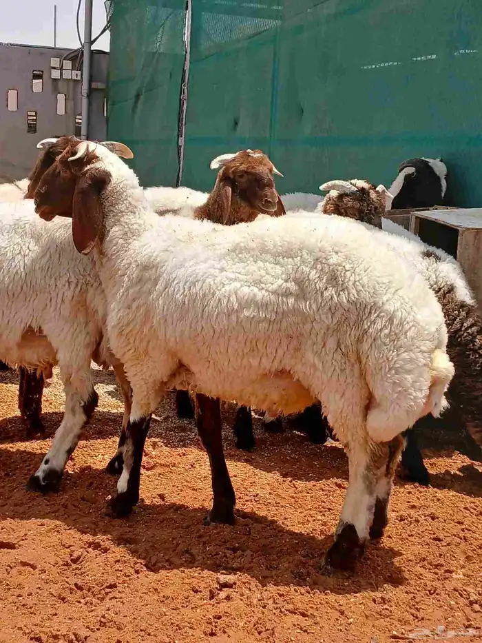 طليان نعيمي 1