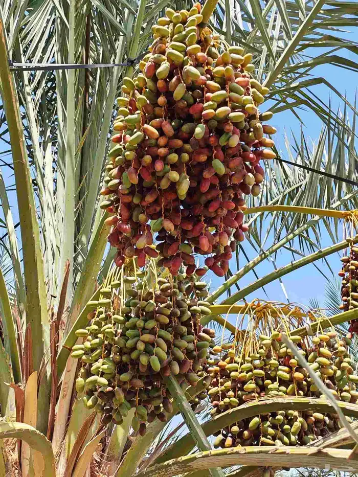 مزرعة للبيع بالمليليح المليليح عجوه صفاوي 7