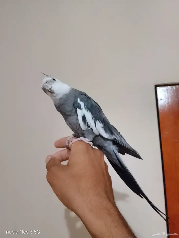 ذكر كروان هولندي 1