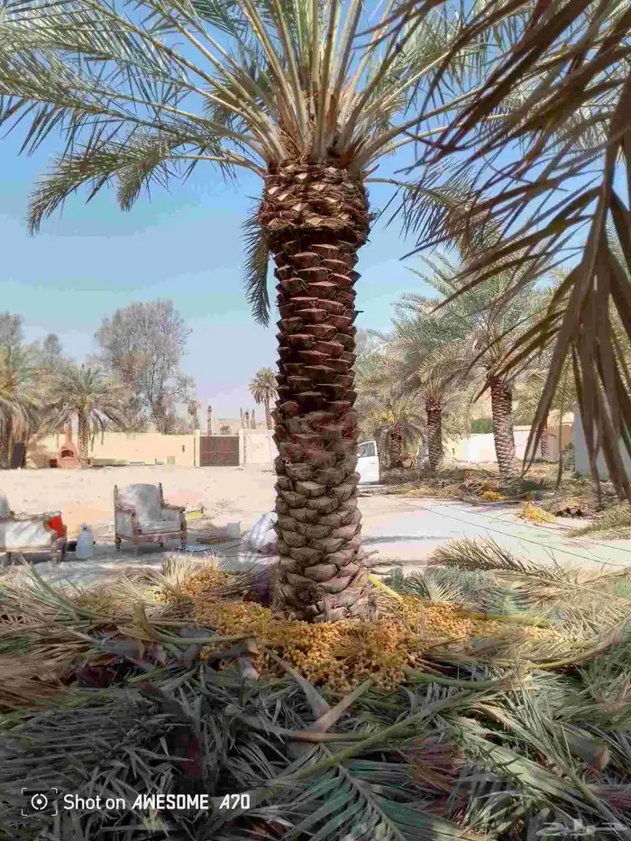 معمل جميع اشغال النخيل فراس التمر درايف والقصور جميع الاماكن 5