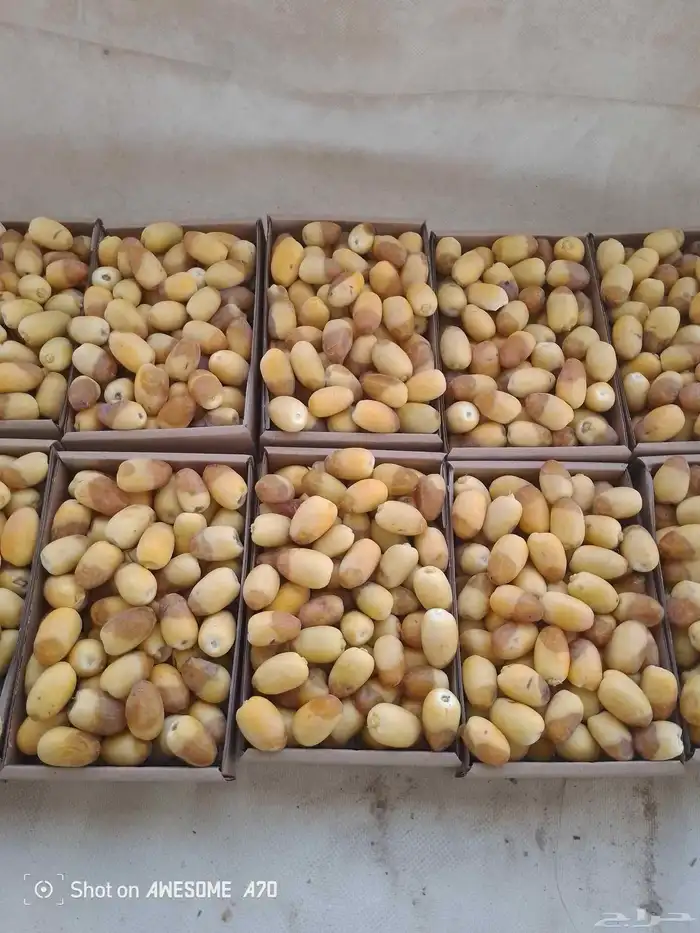 معمل جميع اشغال النخيل فراس التمر درايف والقصور جميع الاماكن 2