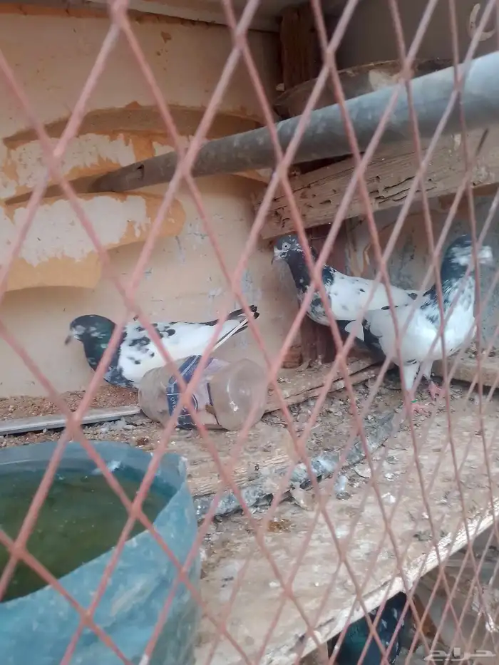 حمام هندي 2