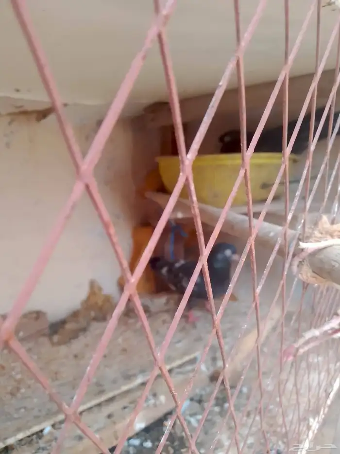 حمام هندي 1