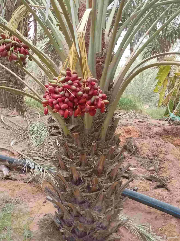 نخيل للبيع لتواصل جوال 3