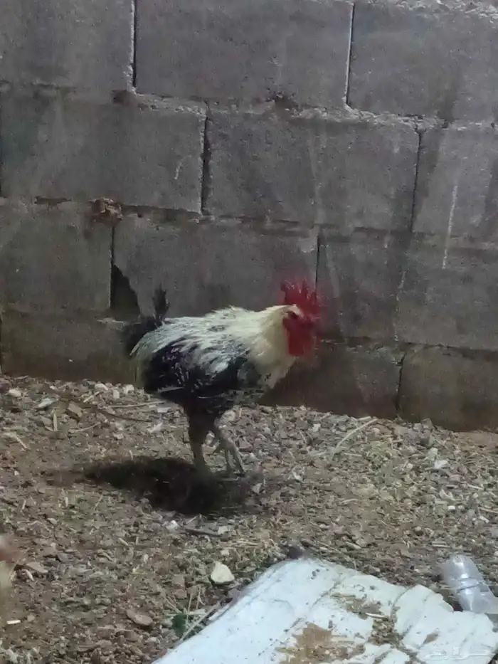 ديك فيومي 0