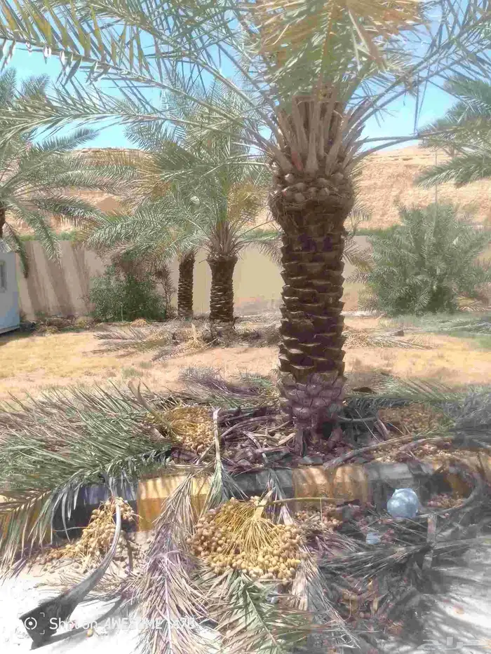 معمل جميع اشغال النخيل فراس التمر درايف والقصور جميع الاماكن 4