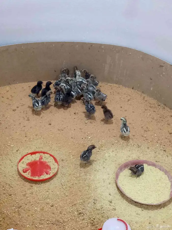 البيع صوص 4