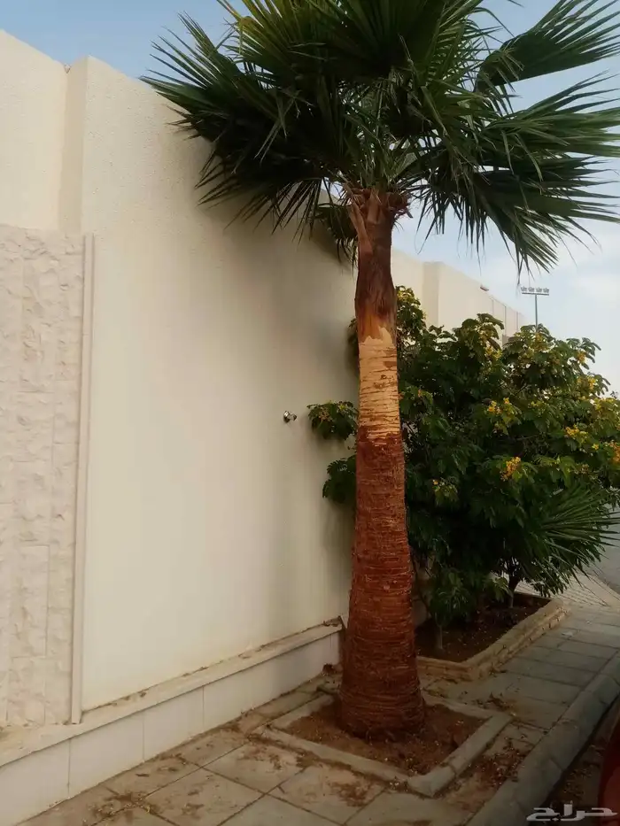 يوحد لدينا نخيل وشنطنيا ونخل عربي بارخص الاسعار 1