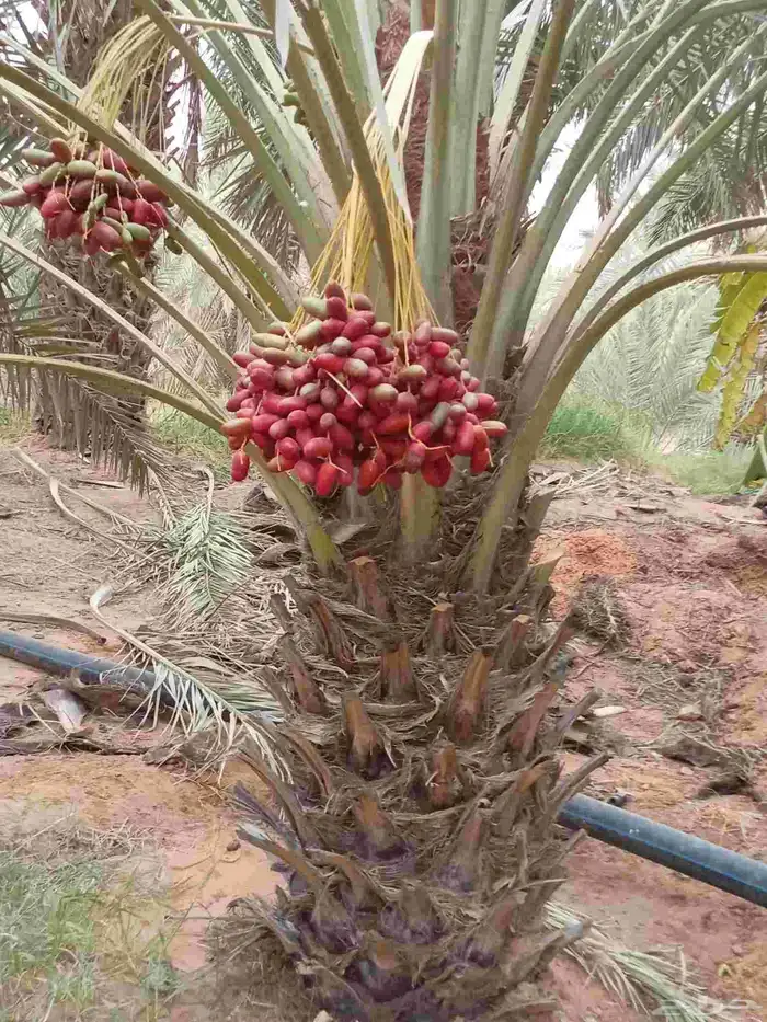 نخيل للبيع لتواصل جوال 2