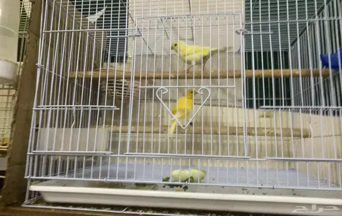 Beautiful canary couple for sale 7