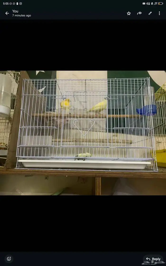 Beautiful canary couple for sale 4