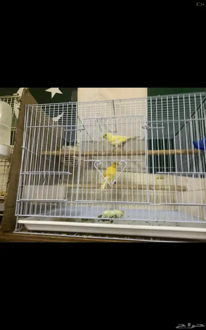 Beautiful canary couple for sale 6