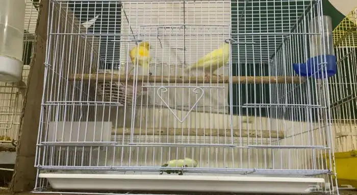 Beautiful canary couple for sale 0