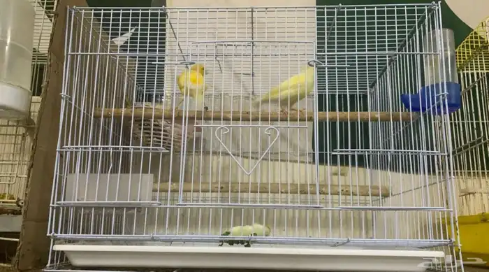 Beautiful canary couple for sale 3
