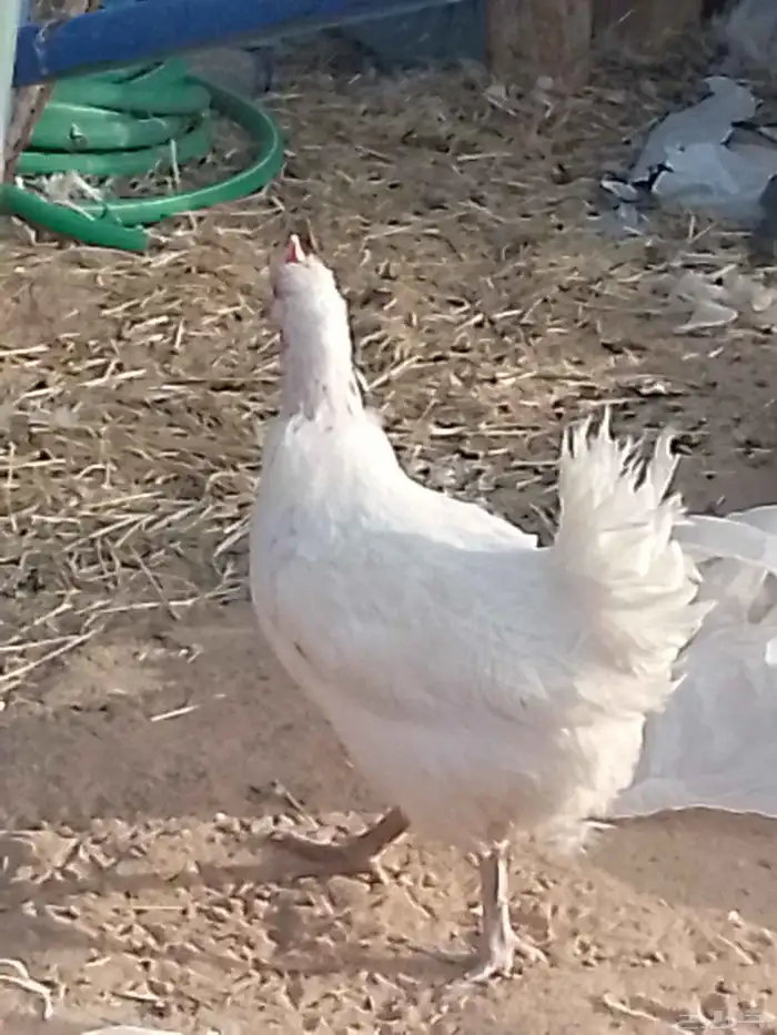 دجاج بياض بلدي للبيع 0