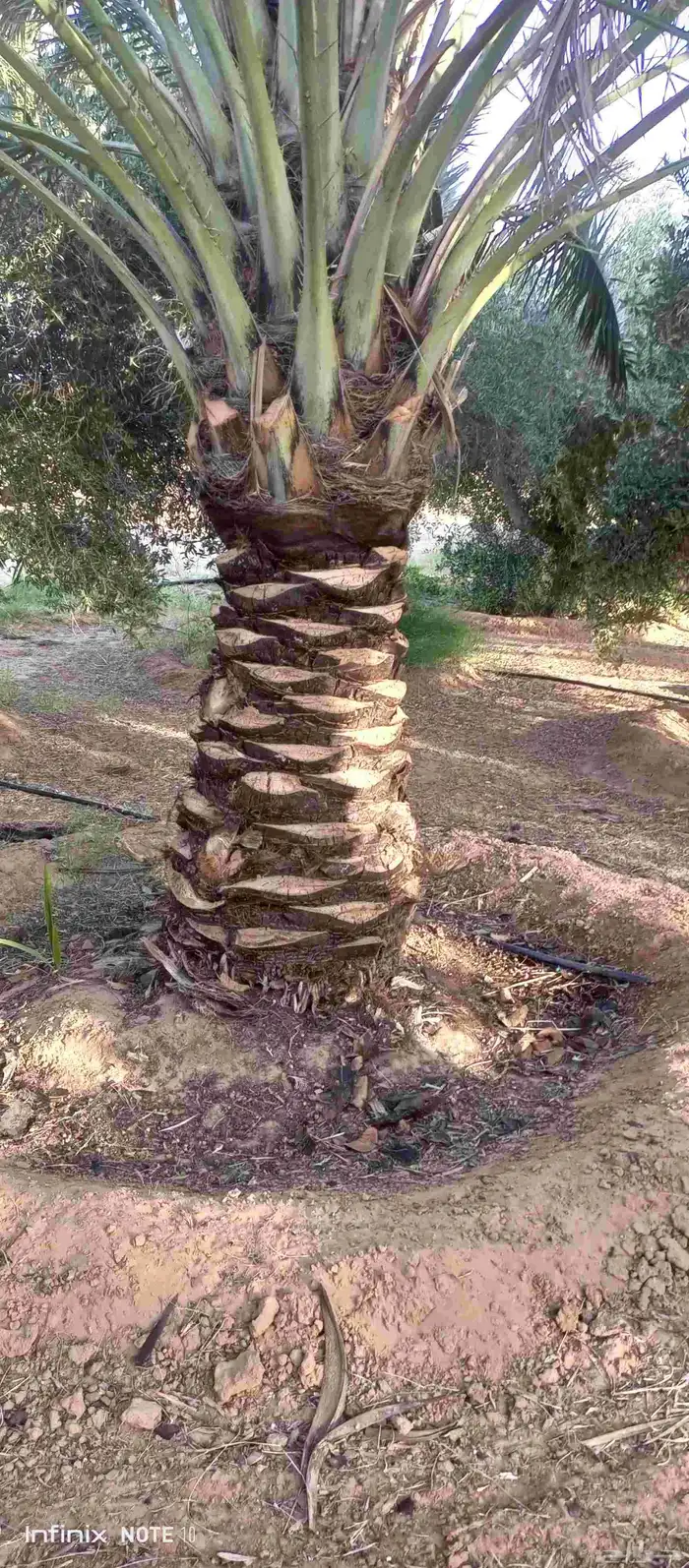 كتف نخيل وتشليع ضبان وكل ما يخص شغل النخل جمع تمر 0