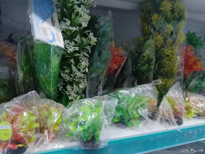 سمك فايتر زينه 1