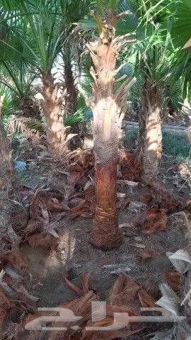 يوجدلدين نخل مثمر وشنطني زينه 5