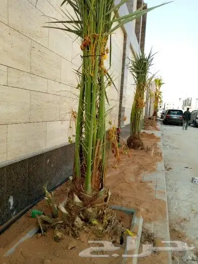 نخل للبيع جثايث اخلاص برحي منيفي صقعي نخيل نقايل فروخ فسايل 6