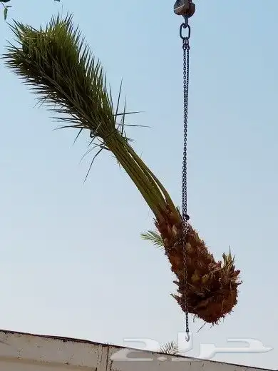 نخل للبيع جثايث اخلاص برحي منيفي صقعي نخيل نقايل فروخ فسايل 8