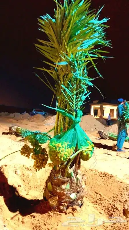 نخل للبيع جثايث اخلاص برحي منيفي صقعي نخيل نقايل فروخ فسايل 0