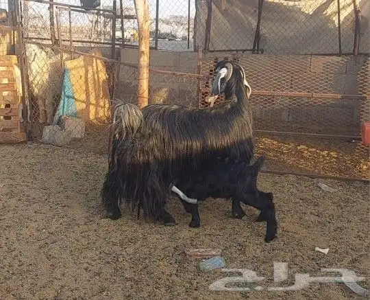 معزا مضاريع ووحده والد 3