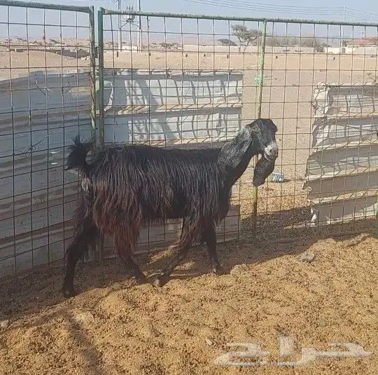 معزا مضاريع ووحده والد 2