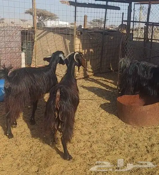 معزا مضاريع ووحده والد 4