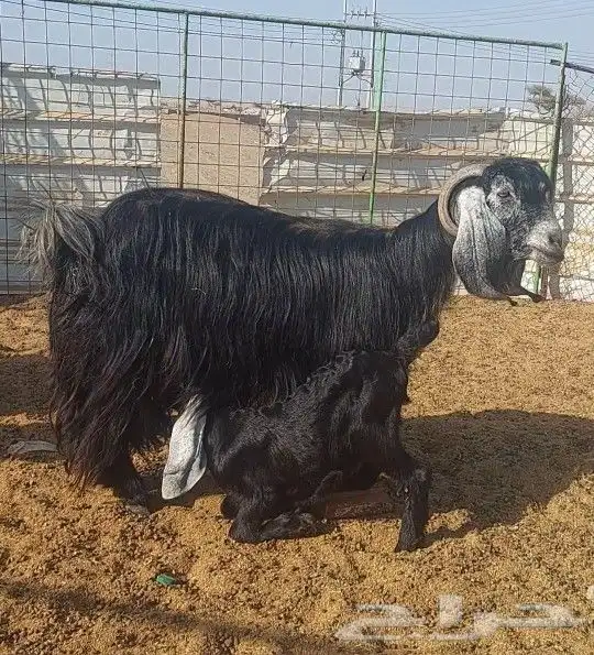 معزا مضاريع ووحده والد 5