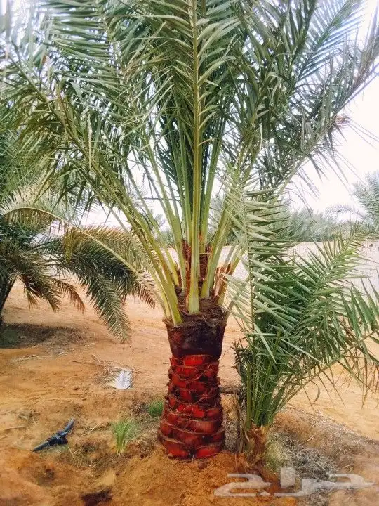 نخل مثمر للبيع نقايل جثايث فسائل صقعي برحي هلالي شيشي مجدول 1