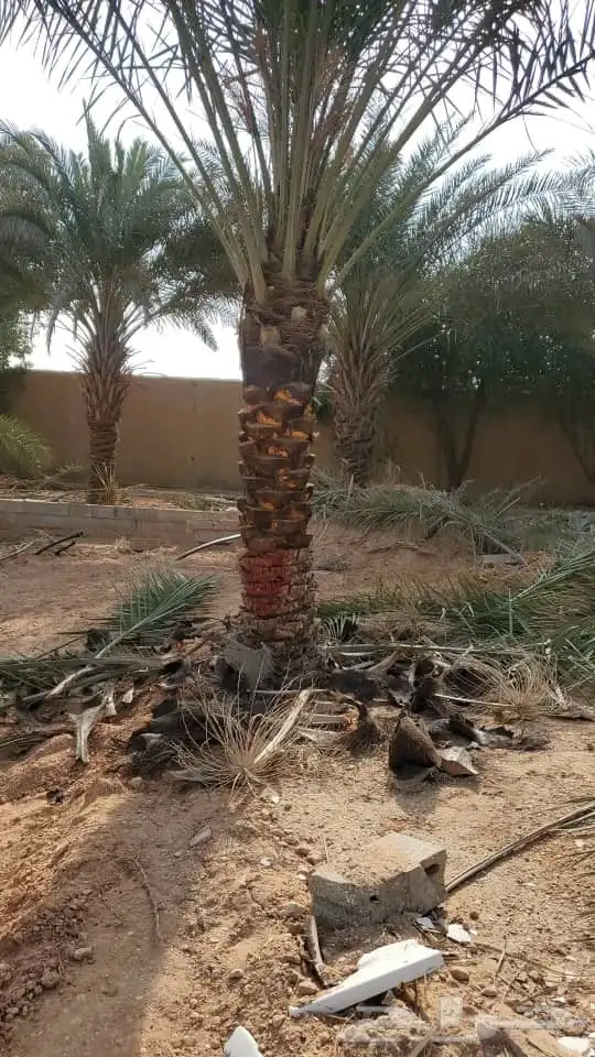 نخل مثمر فأخر شيشي سكري صقعي اخلاص نخيل برحي سكري عجوه روثان 9