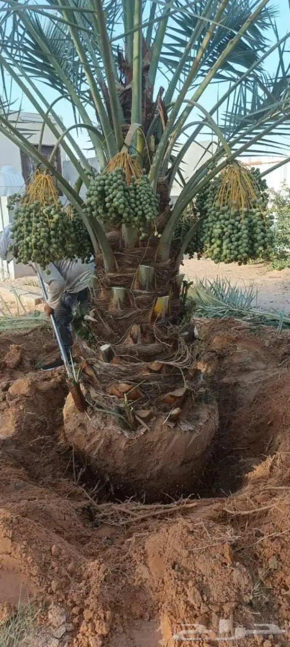 نخل مثمر فأخر شيشي سكري صقعي اخلاص نخيل برحي سكري عجوه روثان 0