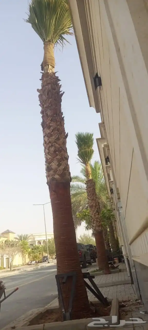 مزارع 11