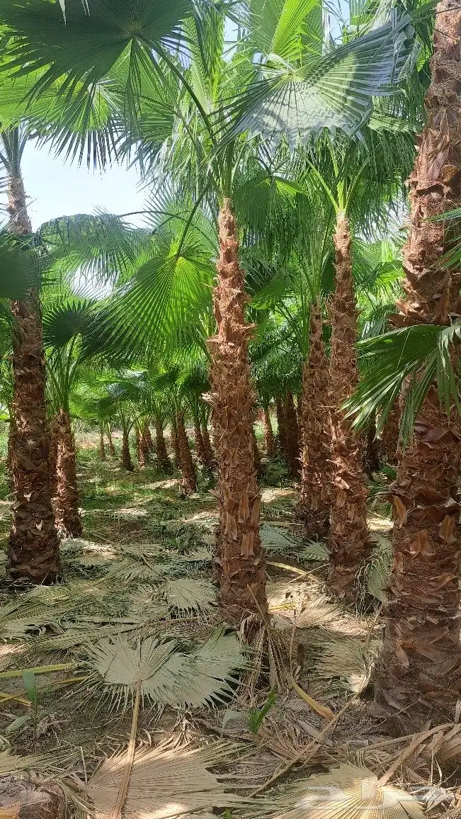 نخل واشنطن للبيع 2