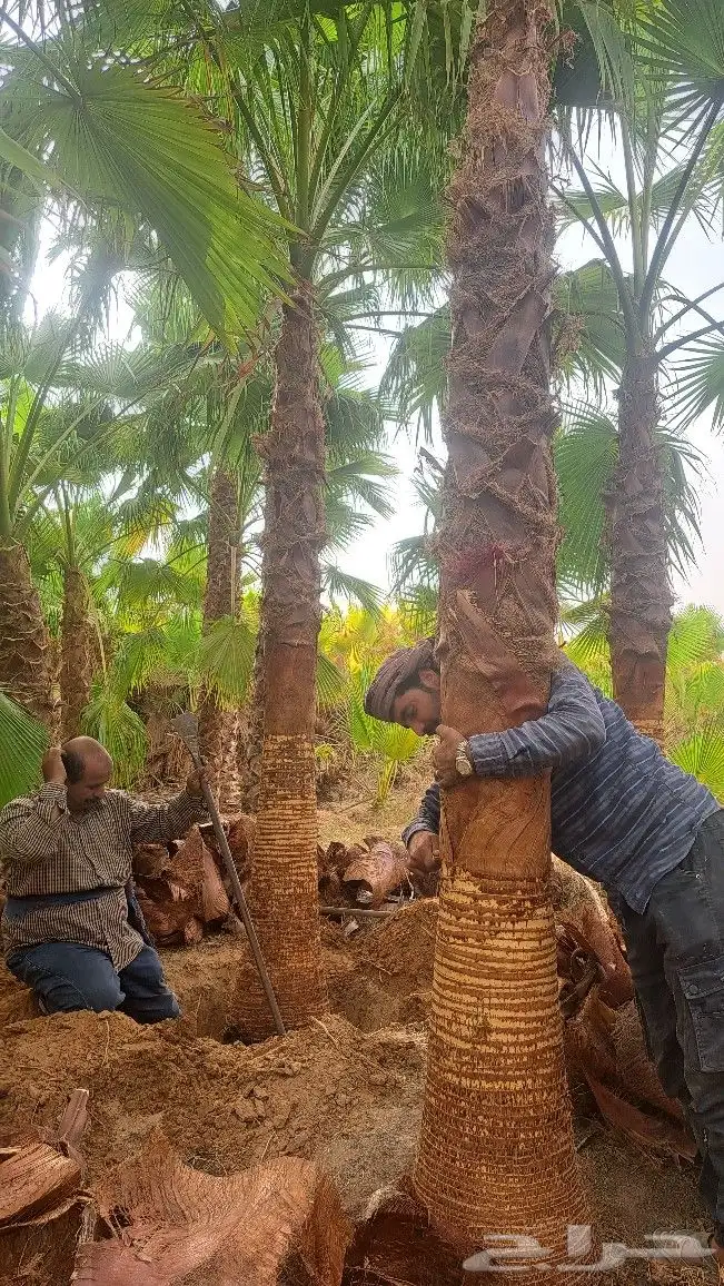 نخل واشنطن للبيع 5