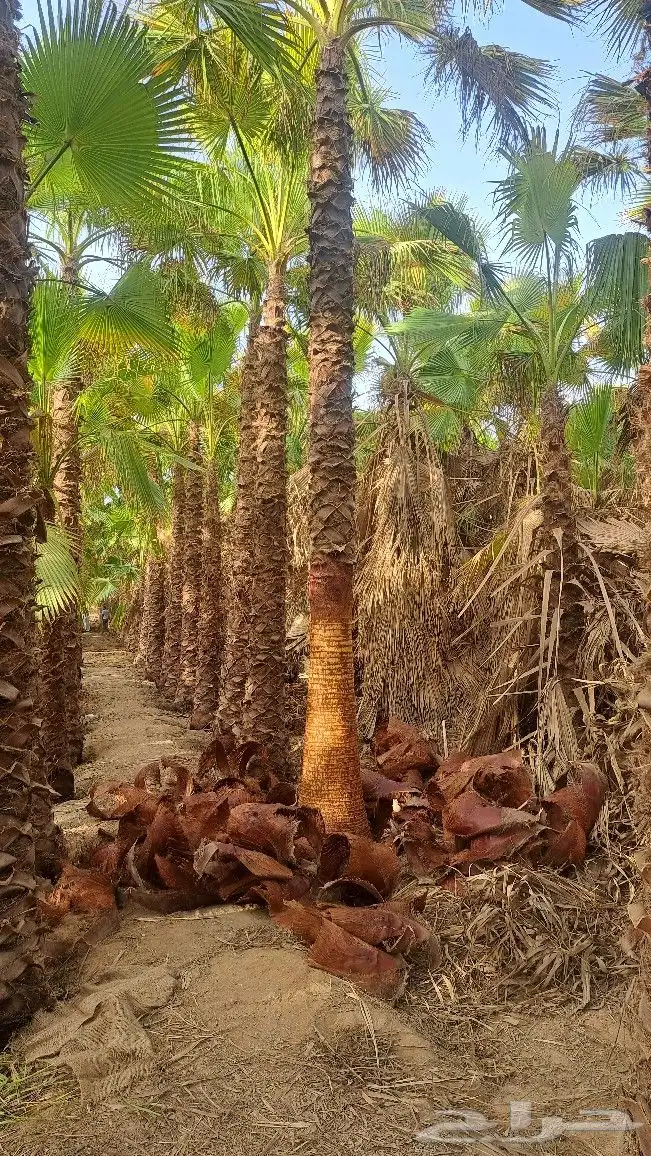 نخل واشنطن للبيع 8