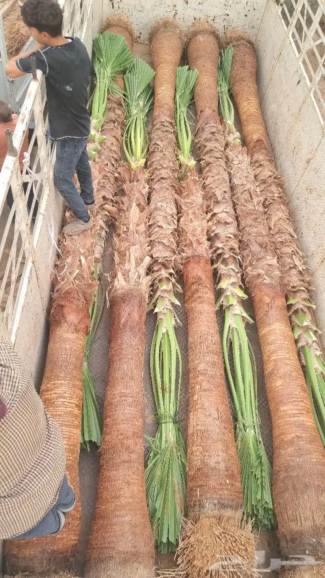 نخل واشنطن للبيع 1