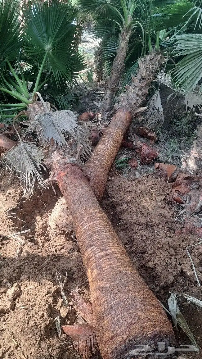 نخل واشنطن للبيع 3