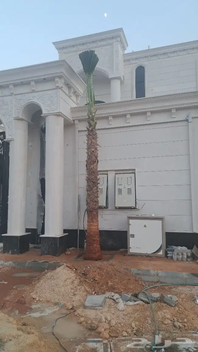 نخل واشنطن للبيع 9