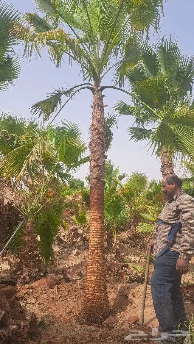 نخل واشنطن للبيع 4