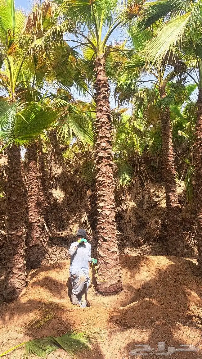 نخل واشنطن للبيع 7