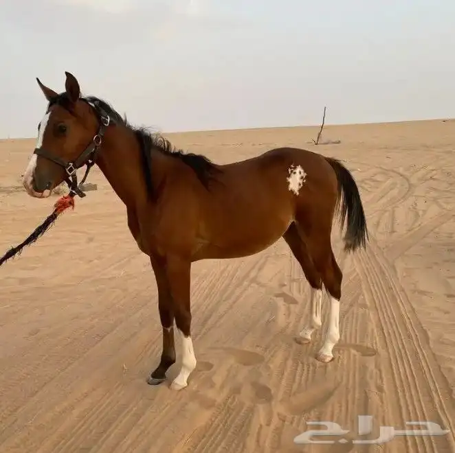 حصان 0