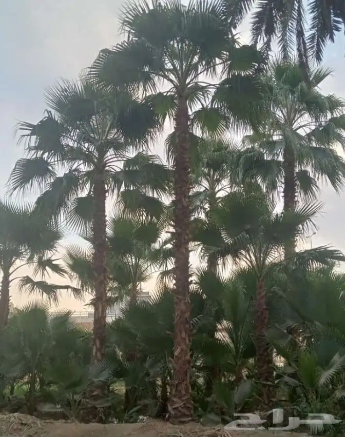 نخل واشنطني جميع المقاسات لزينه البيتو والشوارع 10