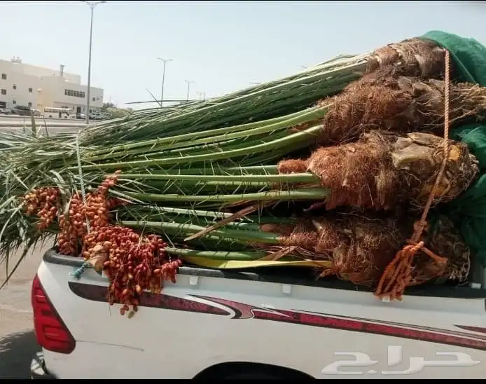 السلام عليكم ورحمة الله وبركاته يوجد لدينا نخيل للبيع 5