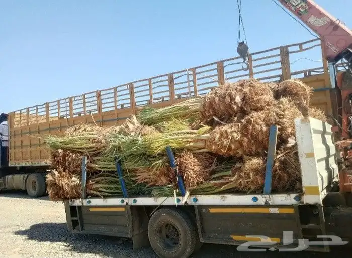 السلام عليكم يوجد الدينا فسايل للبيع بجميع المقسات 1