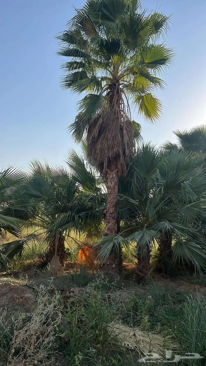 نخيل واشنطي نخل واشنطونيا اسعار جملة 7