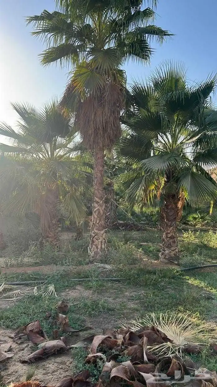 نخيل واشنطي نخل واشنطونيا اسعار جملة 6