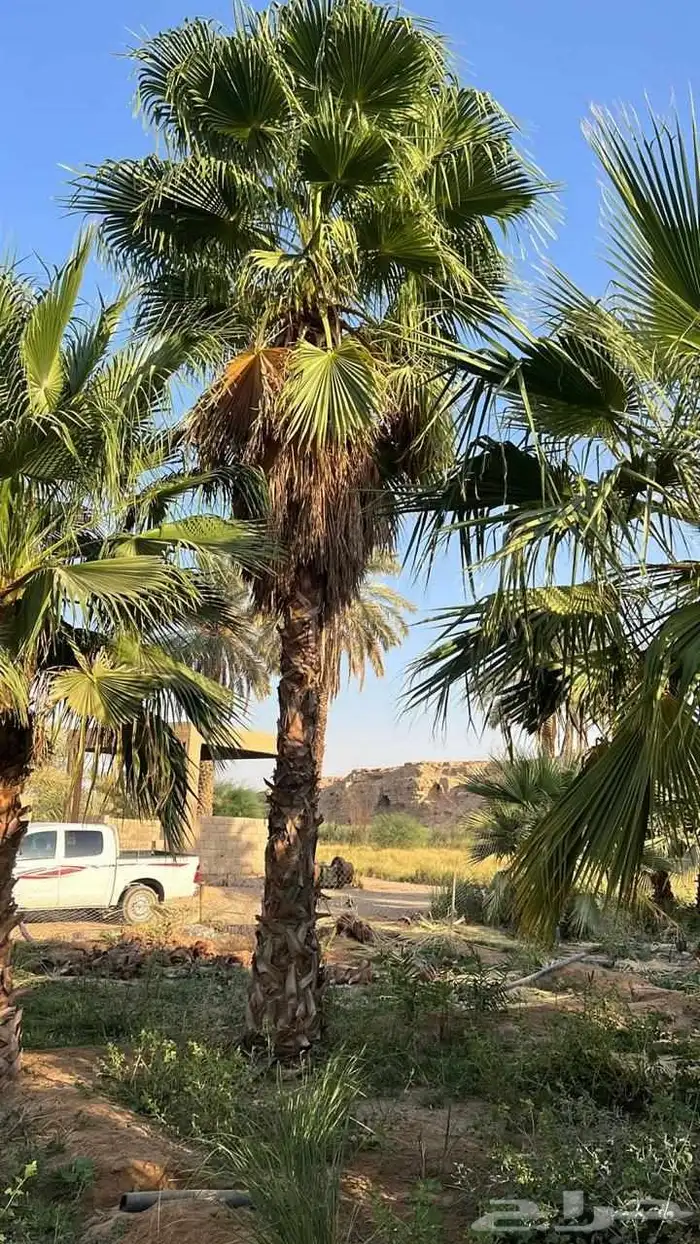 نخيل واشنطي نخل واشنطونيا اسعار جملة 3